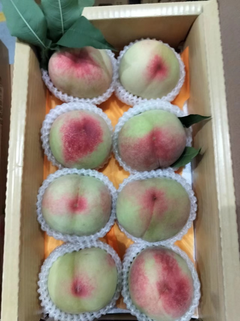 阳山水蜜桃量大质优价格优惠欢迎咨询采购一手货源