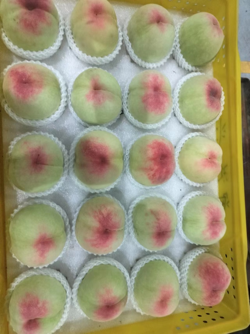 阳山水蜜桃量大质优价格优惠欢迎咨询采购一手货源