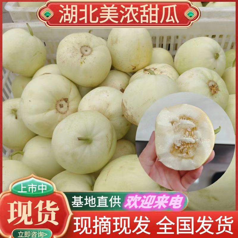 《美浓甜瓜》湖北甜瓜规格齐全价格便宜现摘现发全国代发