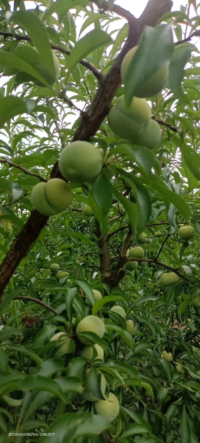精品蜂糖李对接全国市场脆甜量大从优欢迎咨询
