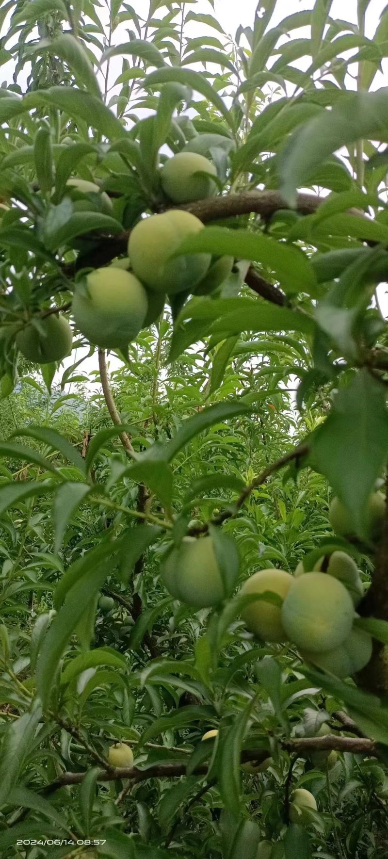 精品蜂糖李对接全国市场脆甜量大从优欢迎咨询