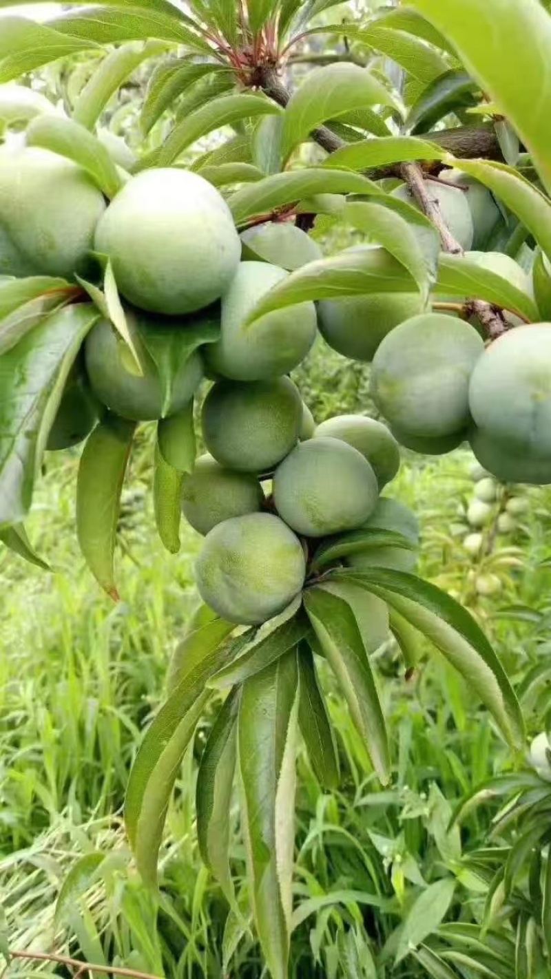 青脆李大量上市口感好产地直发货源充足量大从优