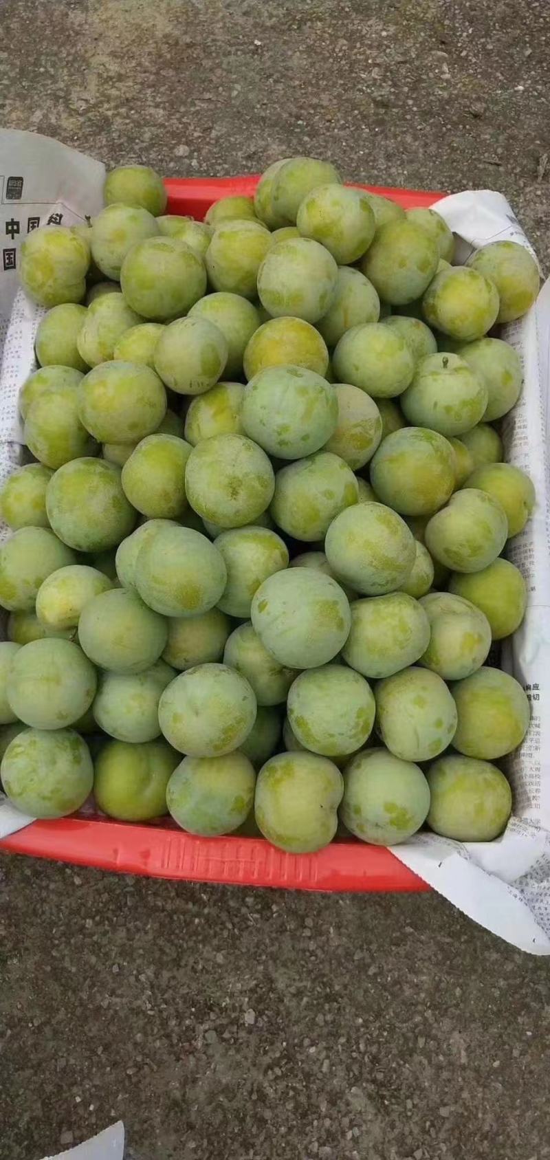 青脆李大量上市口感好产地直发货源充足量大从优