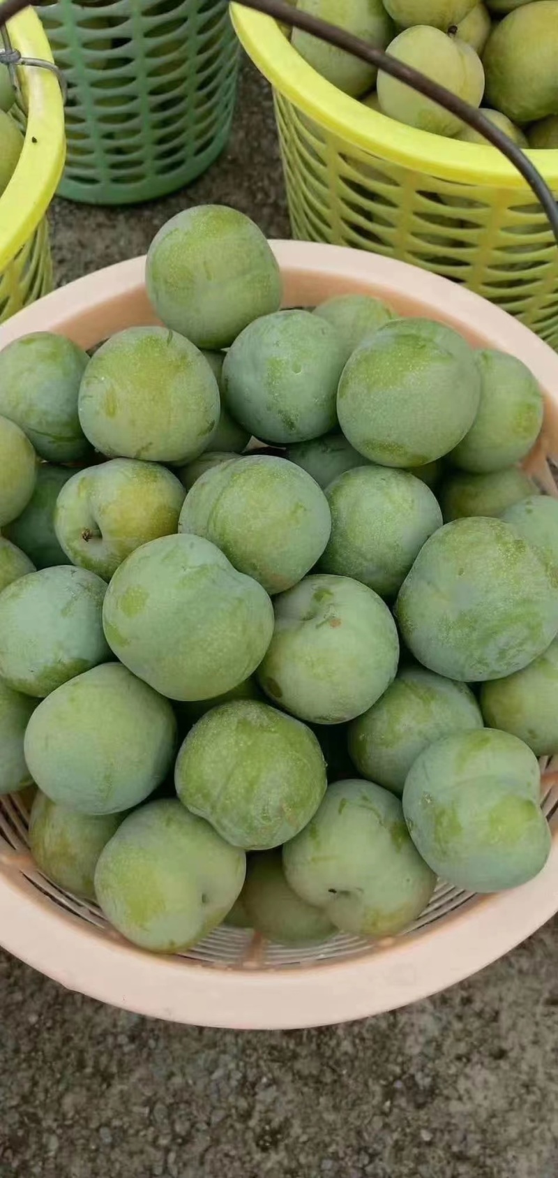 青脆李大量上市口感好产地直发货源充足量大从优