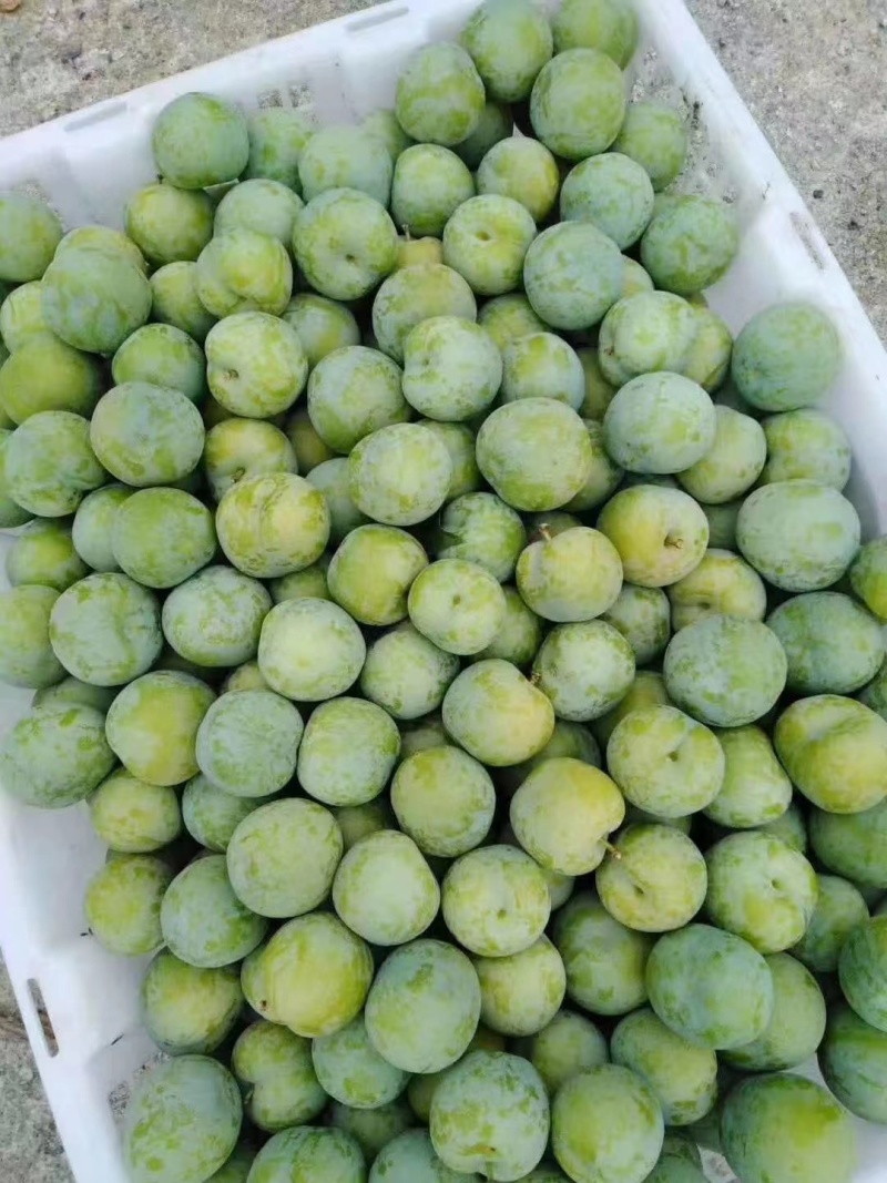 青脆李大量上市口感好产地直发货源充足量大从优