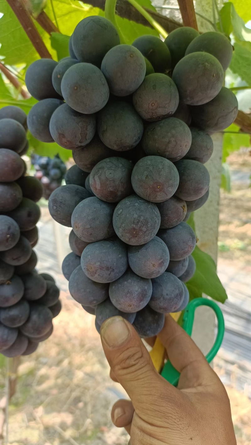 夏黑葡萄/巨峰葡萄/阳光玫瑰大量上市品种保障