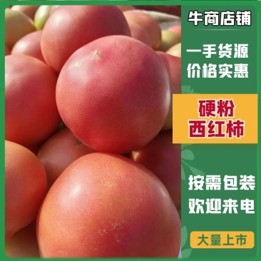 精品硬粉西红柿河北西红柿大量供应，产地直发，新鲜采摘量大