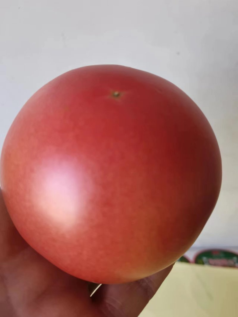 精品硬粉西红柿河北西红柿大量供应，产地直发，新鲜采摘量大