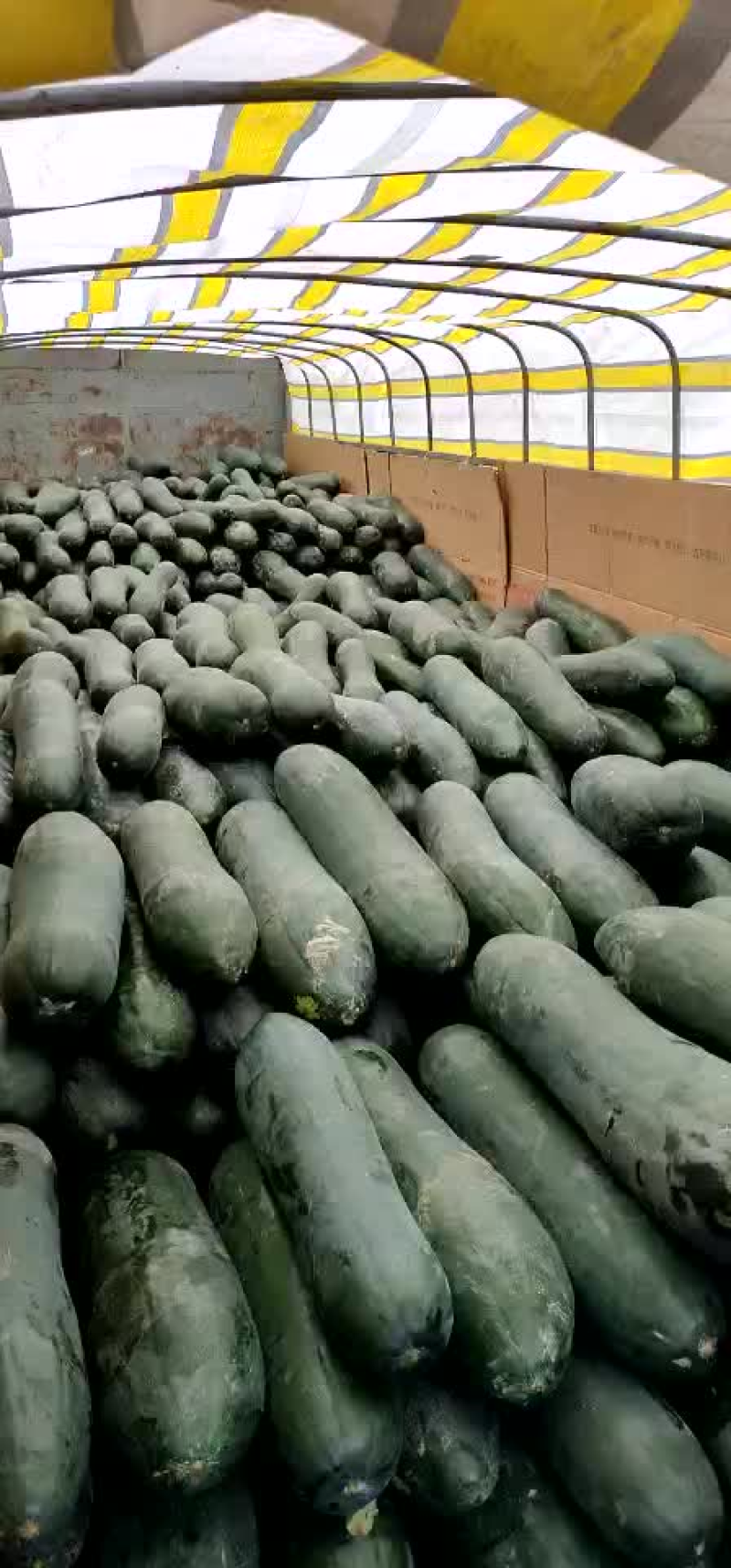 【热卖中】广西博白黑皮冬瓜吊冬瓜产地大吨位供应专业团队