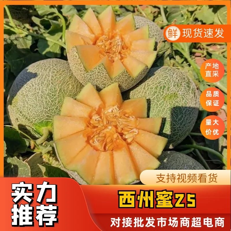 哈密瓜西州蜜玉菇网纹美华牛三黄皮产地直发