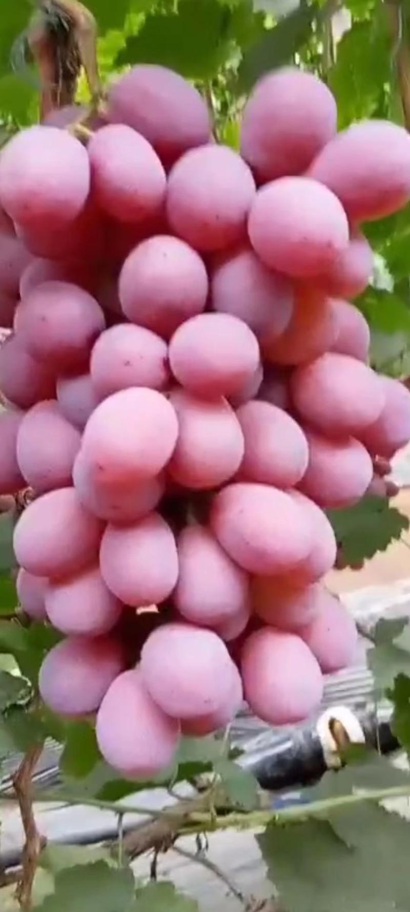 辽宁省精品红提葡萄新鲜水果批发专业代收欢迎选购