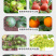流体硼农用蔬菜水果树木作物增产微量元素水溶肥