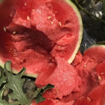 陕西精品美都西瓜8424麒麟瓜无籽皮薄大红瓤保熟产地直发