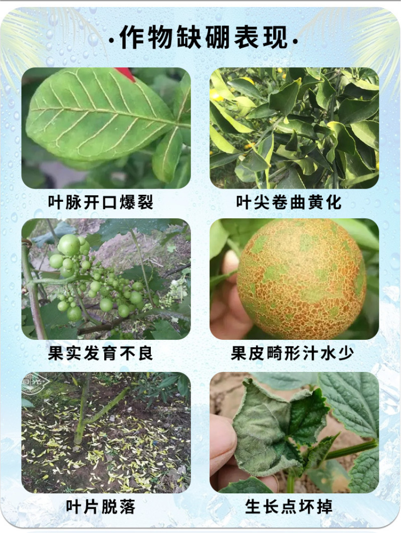 糖醇硼农用蔬菜水果树生根壮苗补硼增产量叶面肥