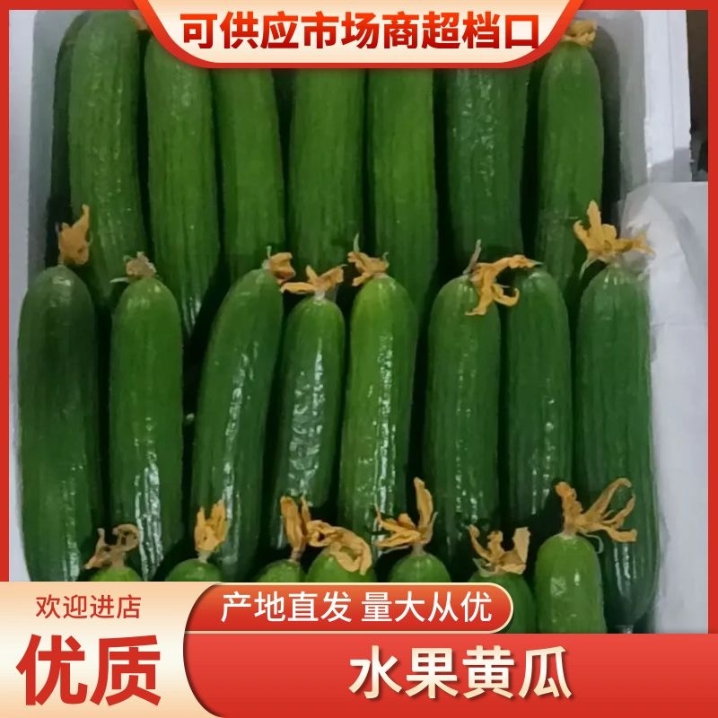 河南商丘宁陵水果小黄瓜产地直供、电商超市批发市场发货全国