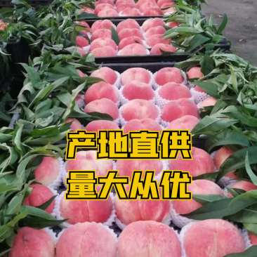 8号毛桃仓方早生大红桃75以上个头均匀口感脆甜