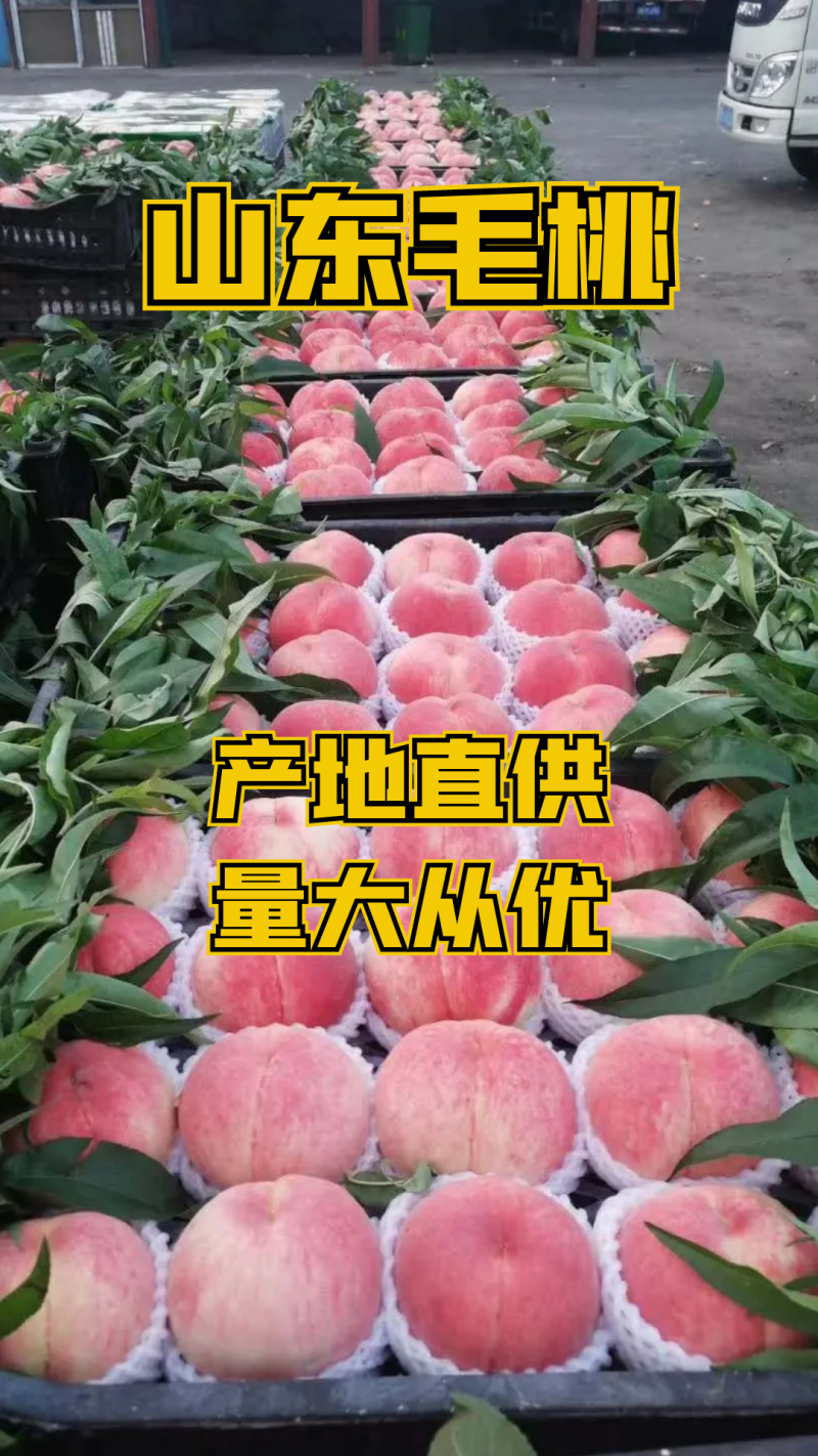 8号毛桃仓方早生大红桃75以上个头均匀口感脆甜