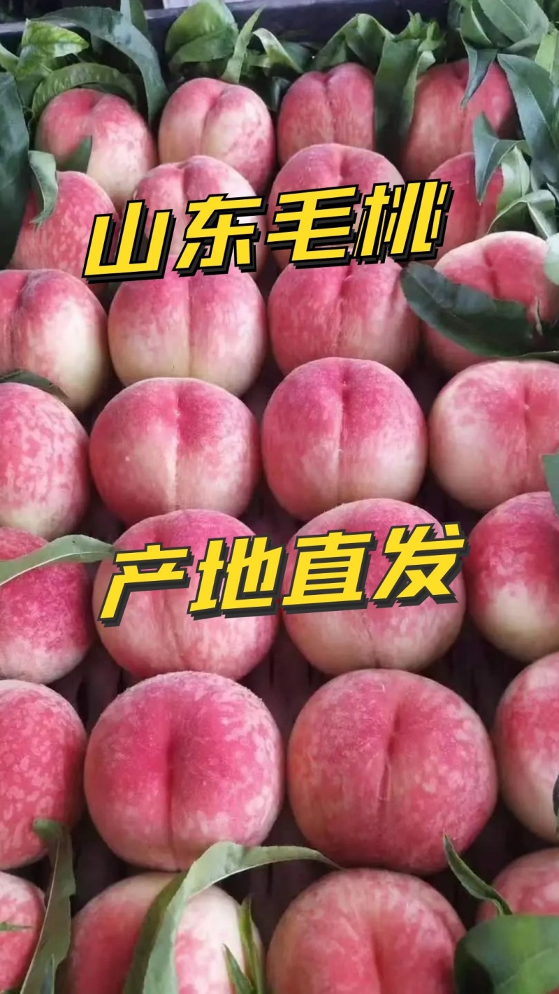 {热卖}春雪毛桃突围毛桃产地直供货源充足商超直供