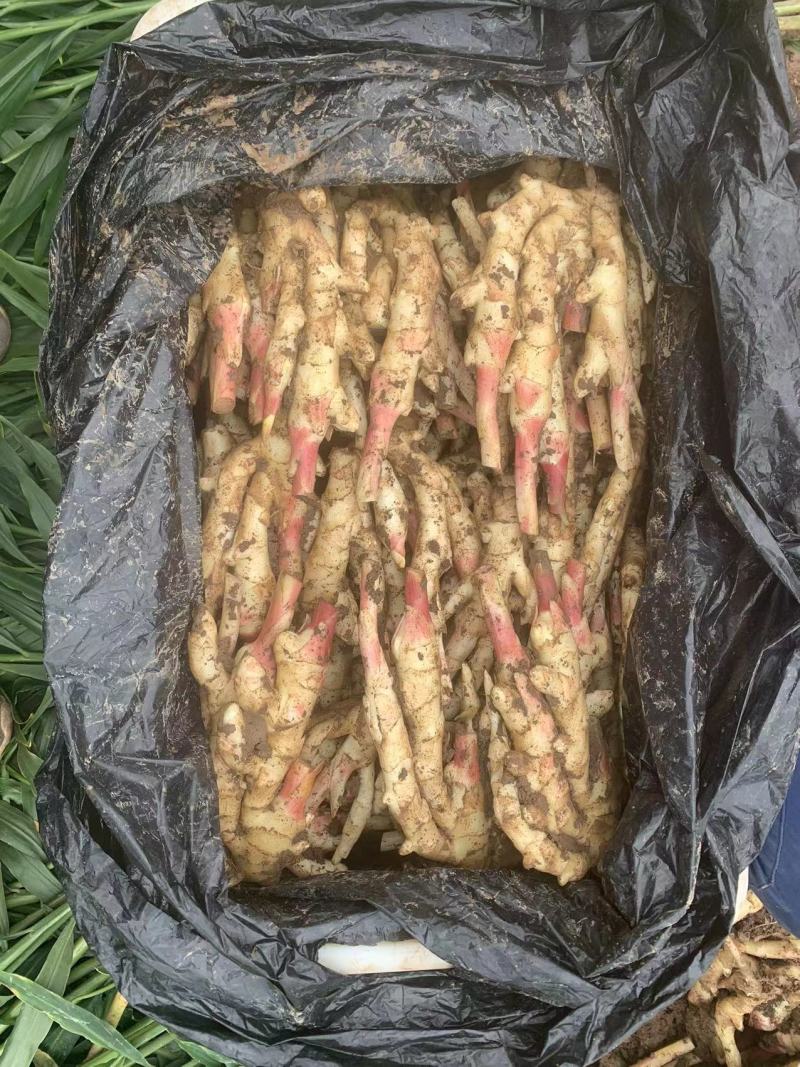 精品红芽姜安丘生姜质量保证品种纯正假一赔十大量上市