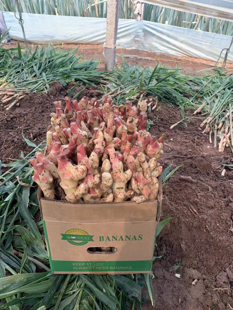 精品红芽姜安丘生姜质量保证品种纯正假一赔十大量上市