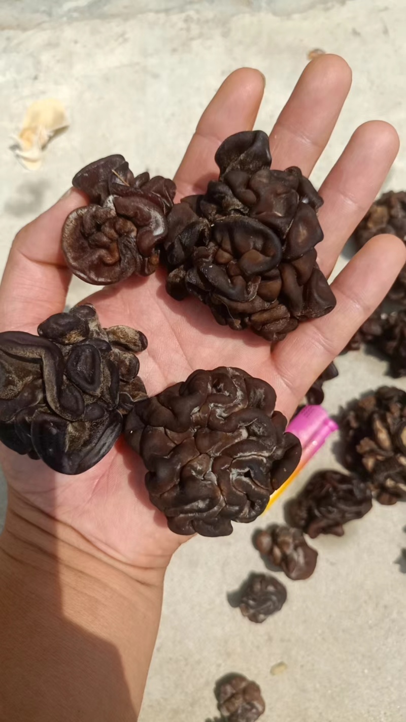 核桃菌玛卡菌产地直销一手货源大量供货价格便宜