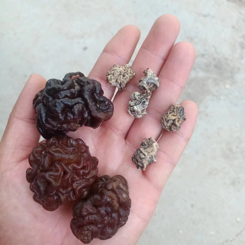 核桃菌玛卡菌产地直销一手货源大量供货价格便宜