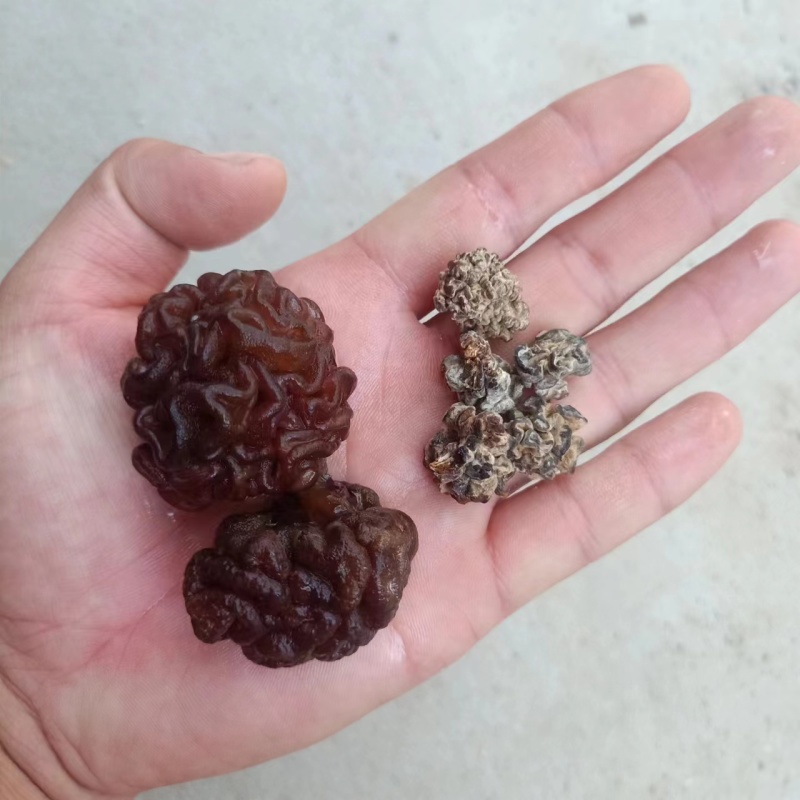 核桃菌玛卡菌产地直销一手货源大量供货价格便宜