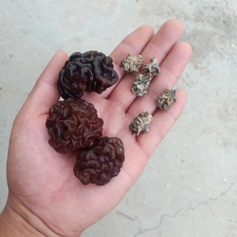 核桃菌玛卡菌产地直销一手货源大量供货价格便宜