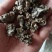核桃菌玛卡菌产地直销一手货源大量供货价格便宜