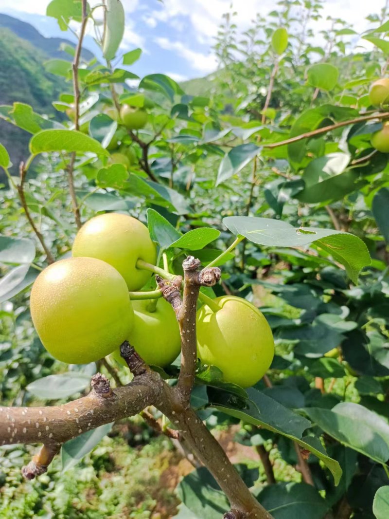 丁香梨上市香甜可口需要的老板可以视频看货欢迎咨询