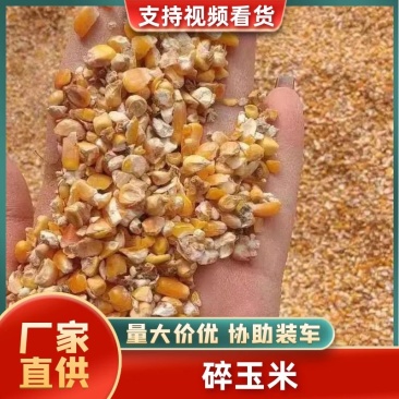 山东精品碎玉米，货量充足，规格齐全，可视频看货选货