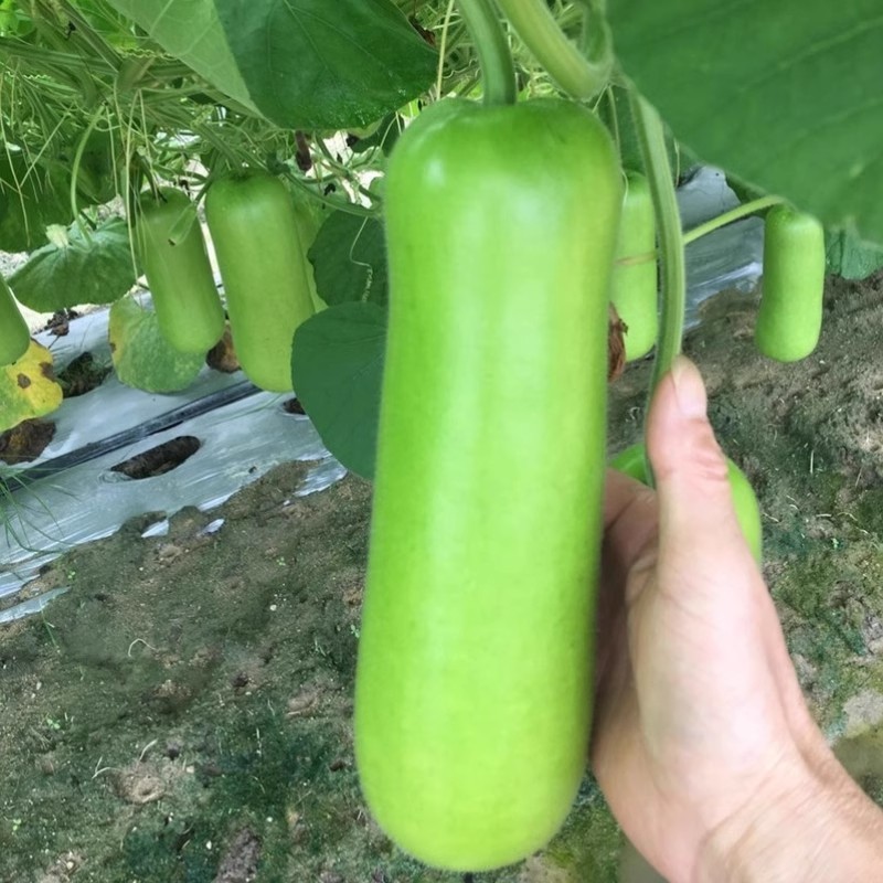 绿杂一号短蒲瓜种子早熟强雌皮翠绿肉质细嫩耐寒性好