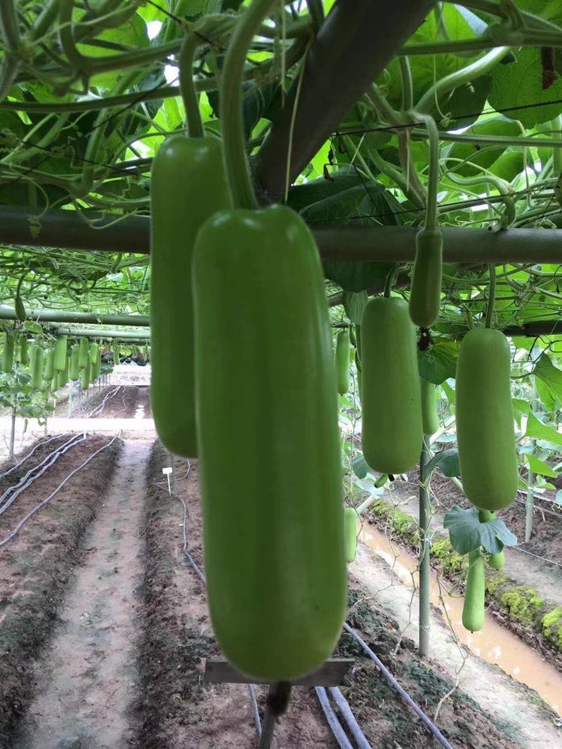 绿杂一号短蒲瓜种子早熟强雌皮翠绿肉质细嫩耐寒性好