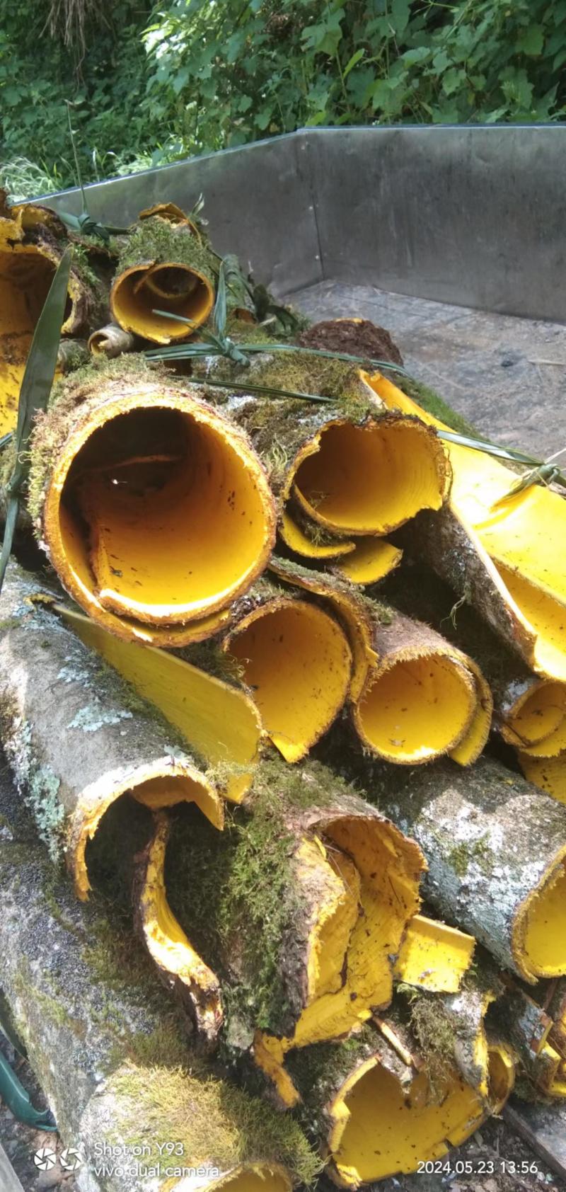 黄柏鲜货基地供应一手货源量大质优价格优惠欢迎采购
