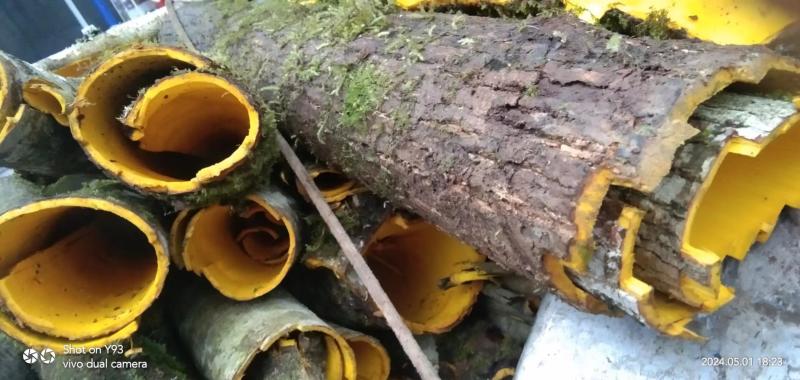 黄柏鲜货基地供应一手货源量大质优价格优惠欢迎采购