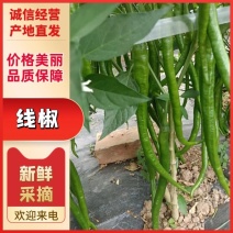 精品线椒大量上市质量保证货源充足需要的老板联系，可代发国