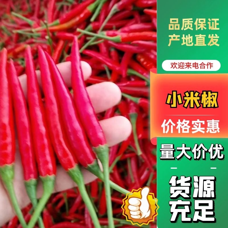小米椒大量上市，质量保证，需要的老板联系，可代发全国