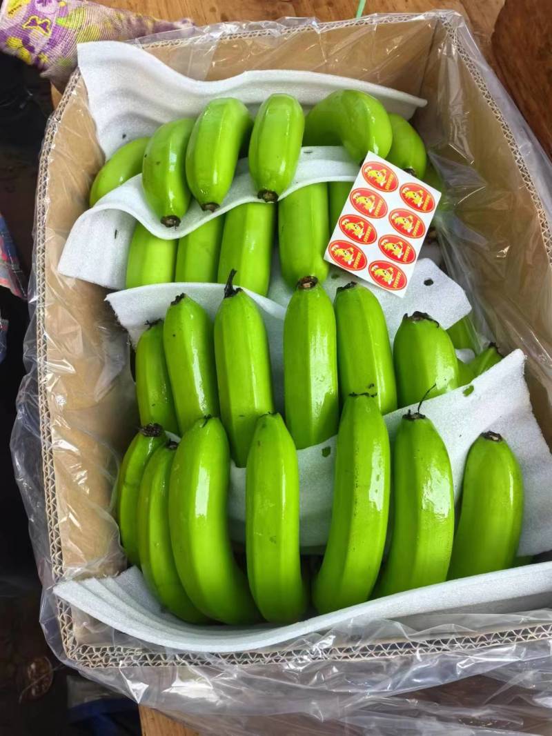 广东湛江产地直供香蕉巴西蕉品质保障欢迎咨询