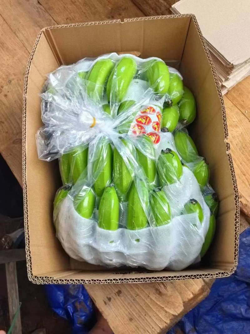 广东湛江产地直供香蕉巴西蕉品质保障欢迎咨询