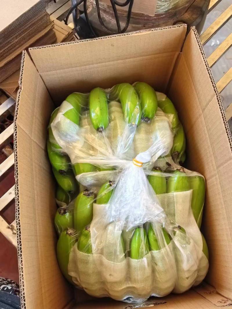 广东湛江产地直供香蕉巴西蕉品质保障欢迎咨询
