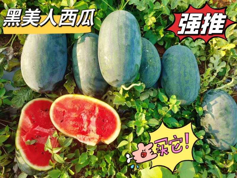 黑美人西瓜湖北黑美人西瓜产地直发包熟包甜