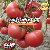 【西红柿】河北硬粉西红柿产地直发，量大，新鲜上市