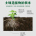 植挥官肥料生根快速壮苗绿微生物菌剂爆发生根枯草芽孢杆菌