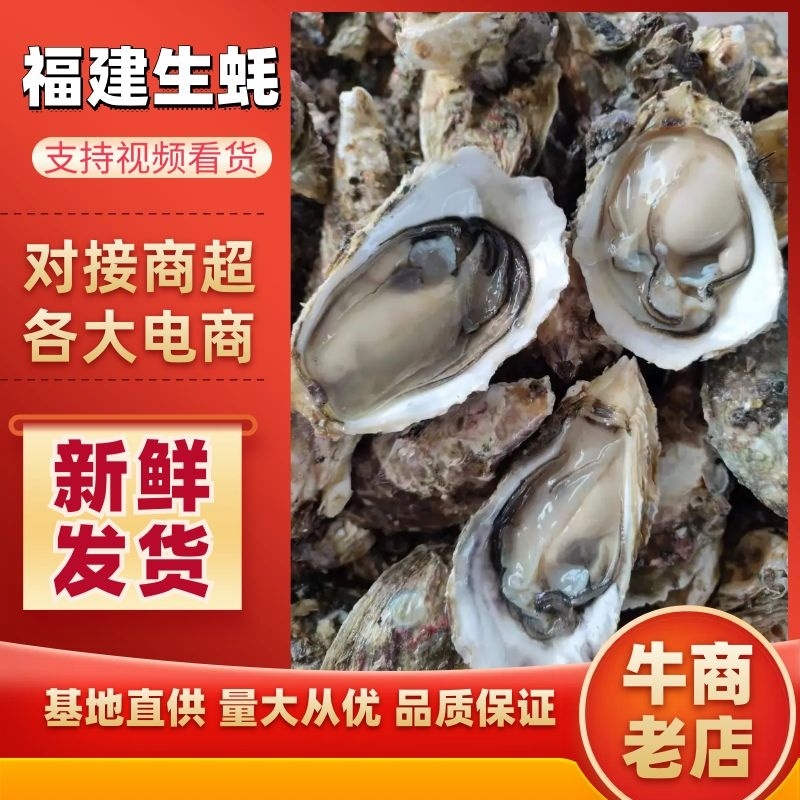 福建生蚝一手货源批发新鲜发货适合各种门店有量有价