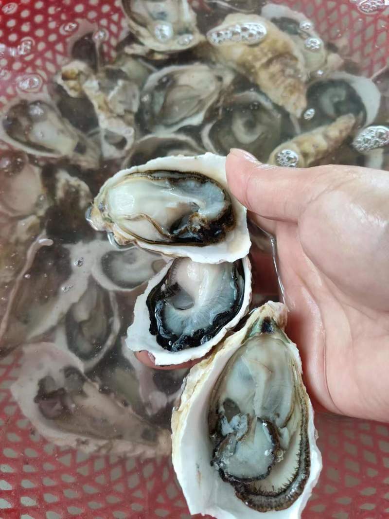 福建生蚝一手货源批发新鲜发货适合各种门店有量有价