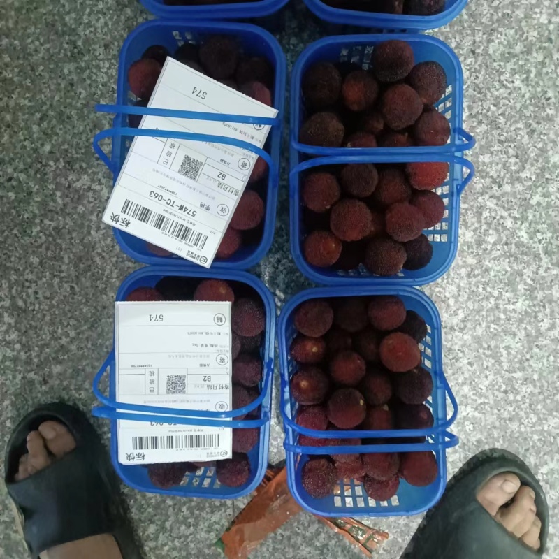 精品杨梅仙居杨梅可一件代发货源充足个子大甜度高