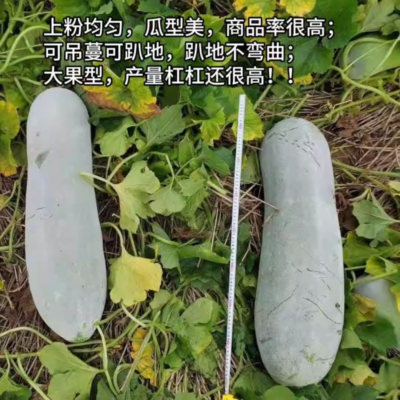 湘富粉铁龙冬瓜种子粉皮炮弹形冬瓜种子瓜腔小肉致密紧