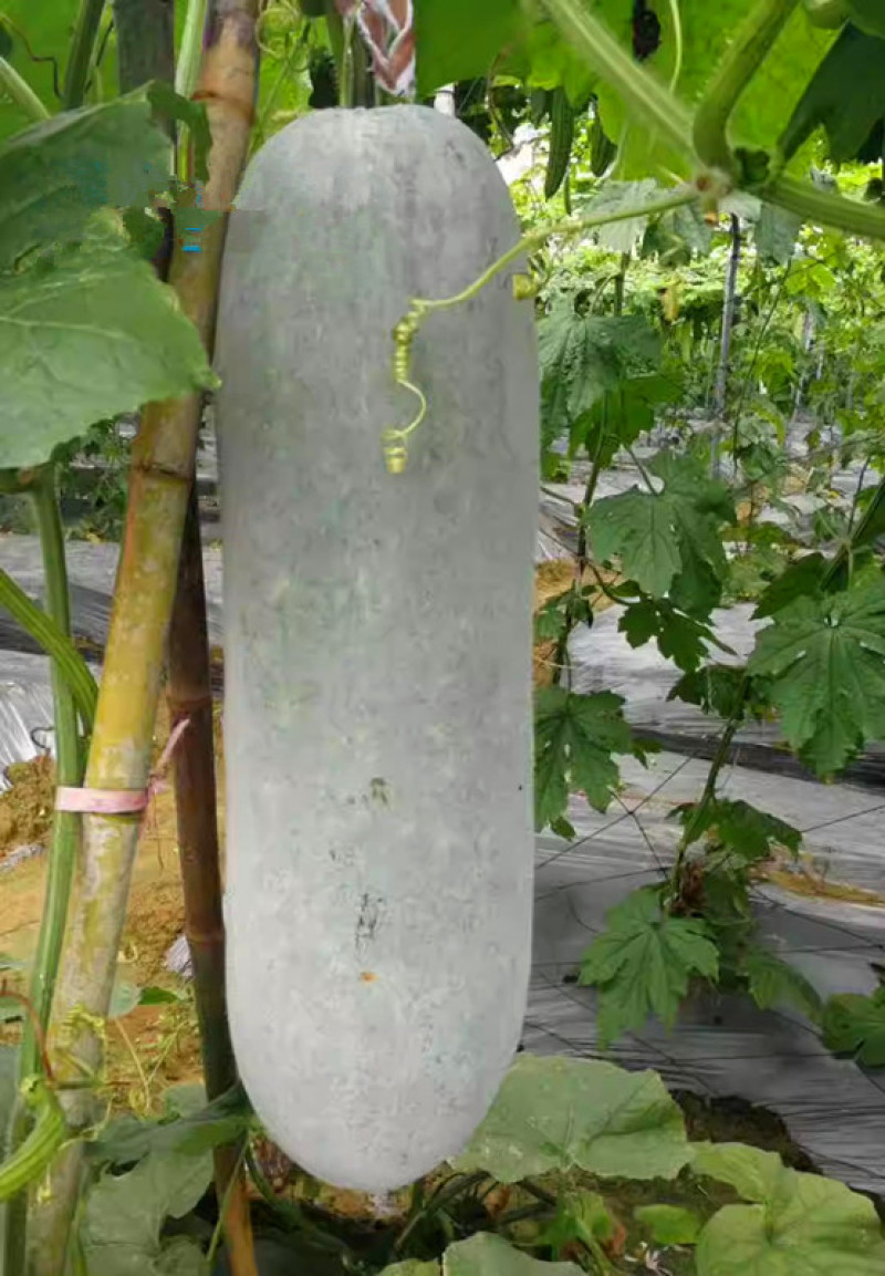湘富粉铁龙冬瓜种子粉皮炮弹形冬瓜种子瓜腔小肉致密紧