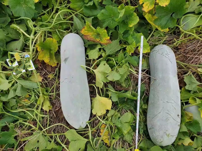 湘富粉铁龙冬瓜种子粉皮炮弹形冬瓜种子瓜腔小肉致密紧