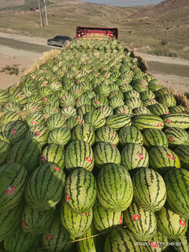 宁夏精品金欣西瓜皮薄口感甜产地直发一手货源